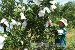 Ứng dụng công nghệ cao trong trồng cam ở Nghệ An