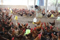 Để nông nghiệp không rơi vào tăng trưởng "bong bóng"