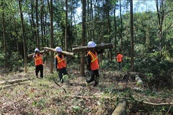 Hiệu quả từ mô hình trồng rừng thâm canh gỗ lớn ở Quảng Ninh