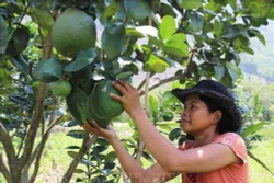 Ninh Thuận phát triển cây ăn quả thích ứng với biến đổi khí hậu