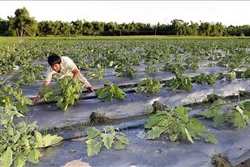 Những thách thức về nông nghiệp sạch - Bài 2