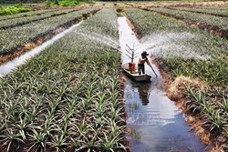 Đồng Tháp ứng dụng công nghệ cao vào sản xuất nông nghiệp