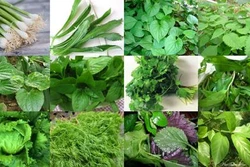 Tác dụng chữa bệnh ít biết của các loại rau thơm
