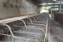 Cà Mau không chủ quan lơ là với dịch tả lợn châu Phi