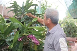 Làm giàu từ trồng hoa lan ở Bà Rịa - Vũng Tàu