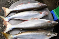 Ông Lâm Văn Bình nuôi cá bông lau có thu nhập cao