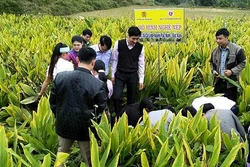 Trồng nghệ là hướng phát triển mới cho nông dân Bắc Kạn