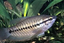 Kỹ thuật nuôi cá sặc rằn
