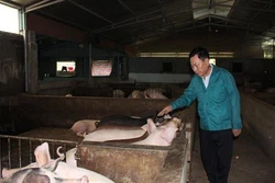 Ông Hà Trọng Tuấn nuôi lợn sạch bằng thảo dược và giun quế