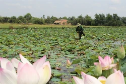 Trồng sen lấy ngó cho hiệu quả kinh tế cao