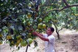 Ông Trần Quốc Quân người tiên phong trong phát triển kinh tế ở Hòn Vang