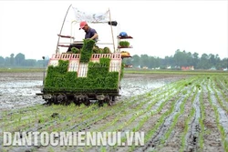 Long An thực hiện nhiều giải pháp phát triển nông nghiệp