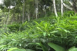 Sơn La khuyến khích doanh nghiệp đầu tư phát triển kinh tế rừng 