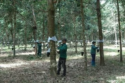  Lai Châu: Tạo việc làm và thu nhập ổn định cho công nhân cao su