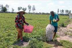 Mô hình chuyển đổi trồng rau màu cho hiệu quả cao ở Phú Quốc