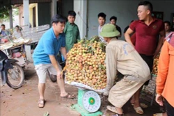 Nông dân Bắc Giang thu hoạch vải sớm được giá
