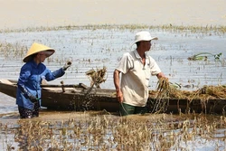 Hàng ngàn héc-ta hoa màu ở Đắk Lắk mất trắng sau lũ
