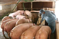 Tạo điều kiện cho các trang trại lợn đủ điều kiện được tái đàn