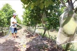 Trồng mít Thái cho hiệu quả kinh tế cao. Ảnh : Ảnh: Nguyễn Văn Trí - TTXVN