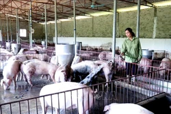Chị Lường Thị Hoa chăm sóc đàn lợn. Ảnh: Quang Quyết - TTXVN