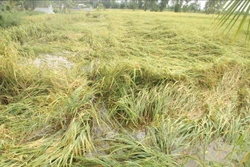 Nhiều diện tích lúa bị ngập, gãy đổ. Ảnh: Chanh Đa - TTXVN