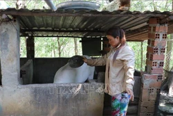 Chị Thị Hải (người dân tộc S’tiêng, sống tại khu định canh định cư làng 61) ngoài làm rẫy còn nuôi thêm lợn để tăng nguồn thu nhập. Ảnh: Sỹ Tuyên – TTXVN