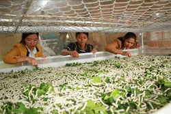 Nhiều hội viên phụ nữ tại huyện Đam Rông đưa mô hình trồng dâu nuôi tằm vào sản xuất để phát triển kinh tế. Ảnh: Đặng Tuấn – TTXVN