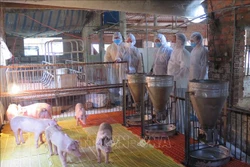 Lực lượng thú y tỉnh Kon Tum kiểm tra đàn lợn tại xã Đăk La, huyện Đăk Hà, tỉnh Kon Tum. Ảnh: Dư Toán – TTXVN