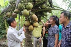 Chủ nhà vườn Cao Văn Lùng (bên trái), xã Hòa Tân, huyện Cầu Kè giới thiệu quả dừa sáp với du khách. Ảnh: Thanh Hòa - TTXVN