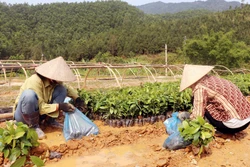 Chuẩn bị cây giống phục vụ trồng rừng gỗ lớn. Ảnh: Văn Đức - TTXVN 