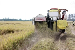 Nhờ đẩy mạnh cơ giới hóa vào sản xuất, Kiên Giang đạt gần 4,3 triệu tấn trong năm 2019. Ảnh: Lê Sen - TTXVN