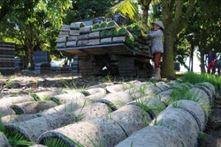 Nông dân huyện Tháp Mười, tỉnh Đồng Tháp thực hiện gieo mạ trên khay và sử dụng máy cấy lúa mang lại hiệu quả cao. Ảnh: Chương Đài - TTXVN