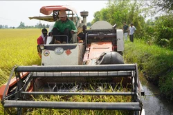 Nông dân thu hoạch ruộng lúa liên kết với doanh nghiệp đạt sản lượng cao, trên 8 tấn/ha. Ảnh: Thanh Tân - TTXVN 