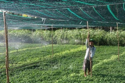 Thiết kế hệ thống tưới phun tiết kiệm nước và mái che bảo vệ rau màu, phòng, chống hạn mặn trong mùa khô 2021 ở huyện Châu Thành (Tiền Giang). Ảnh: Minh Trí-TTXVN
