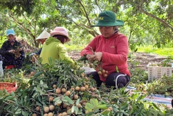 Thu hoạch nhãn tại Hợp tác xã Dịch vụ Nông nghiệp Nhân Tâm, huyện Xuyên Mộc. Đây là vùng trồng đã được cấp mã số và sản phẩm nhãn được xuất khẩu theo đường chính ngạch sang Trung Quốc và Nhật Bản. Ẩnh: Hoàng Nhị - TTXVN.