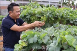 Chăm sóc nho kiểng tại Hợp tác xã nho kiểng A8 (xã Phước Thuận, huyện Ninh Phước). Ảnh: Nguyễn Thành – TTXVN 