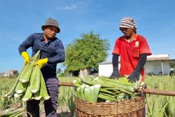 Sản phẩm bẹ nha đam chuẩn bị đưa đi tiêu thụ. Ảnh: Nguyễn Thành – TTXVN 