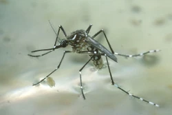 Muỗi vằn (Aedes aegypti) 