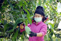 Sơn La kết nối, tiêu thụ xoài và các loại trái cây