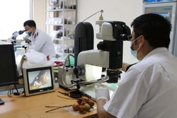 Cán bộ Trạm Kiểm dịch thực vật cửa khẩu Tân Thanh (thuộc Chi cục Kiểm dịch thực vật vùng VII Lạng Sơn) vận hành máy móc kỹ thuật cao để phân tích, đánh giá chất lượng nông sản. Ảnh: Quang Duy - TTXVN 