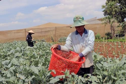 Nông dân xã Tu Tra (Đơn Dương, Lâm Đồng) tham gia mô hình liên kết, tiêu thụ rau qua hệ thông siêu thị. Ảnh: Đặng Tuấn - TTXVN