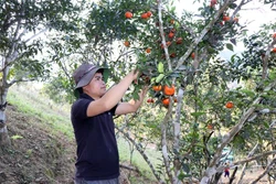 Anh Vì Văn Phanh, xã Nậm Lạnh, huyện Sốp Cộp vay vốn ưu đãi từ Ngân hàng Chính sách xã hội để trồng cây ăn quả. Ảnh: Hữu Quyết - TTXVN 