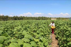 Nông dân huyện Châu Thành chuyển đổi từ trồng lúa kém hiểu quả sang trồng dưa chuột. Ảnh: Thanh Hòa - TTXVN