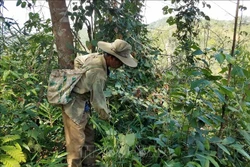 Người dân quản lý, bảo vệ rừng phát quang khu vực có nguy cơ xảy ra cháy. Ảnh: TTXVN phát 