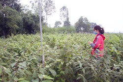 Diện tích cây dược liệu tại huyện Cam Lộ (Quảng Trị). Ảnh: Hồ Cầu - TTXVN 