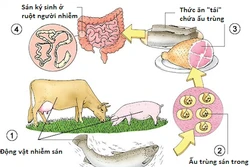 Đường lây truyền sán từ động vật sang người.Nguồn: suckhoedoisong.vn 