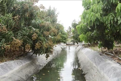 Nhờ hệ thống lót bạt trữ nước ngọt, nên các vườn nhãn của nông dân huyện đảo Cù Lao Dung vẫn trĩu quả. Ảnh: Chanh Đa-TTXVN
