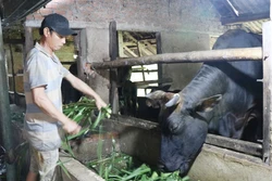 Anh Vương Tấn Cảnh, thôn Gò Gạo, xã Sơn Thành, huyện Sơn Hà, là hộ cận nghèo được vay vốn ưu đãi theo Nghị định số 28/2022/NĐ-CP của Chính mở rộng chăn nuôi. Ảnh: Phạm Cường-TTXVN 
