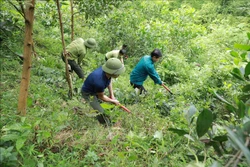 Lực lượng Kiểm lâm phối hợp với ban Quản lý Vườn quốc gia Xuân Sơn phát dọn thực bì khu vực rừng trồng cây gỗ lớn do đơn vị quản lý tại xã Xuân Đài, huyện Xuân Sơn, tỉnh Phú Thọ. Ảnh: Vũ Sinh - TTXVN