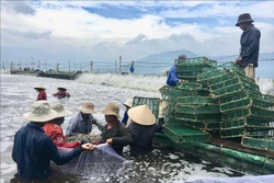 Lứa tôm thứ 3 được thu hoạch trong năm 2020 của gia đình ông Toàn cho lợi nhuận khoảng 8 tỷ đồng. Ảnh: Thanh Vân- TTXVN
